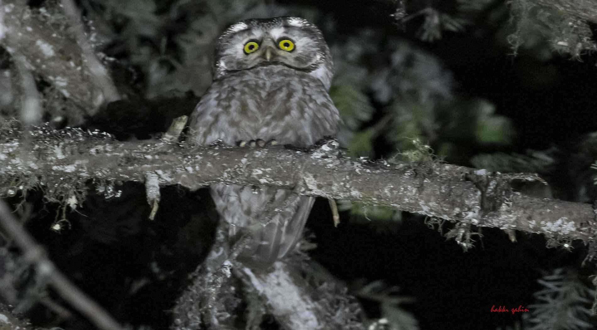 Boreal Owl